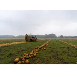 Outlet Met Pit Nederlandse Pompoenpitolie 100ml