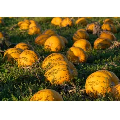 Discount Met Pit Nederlandse Pompoenpitten Naturel 1kg
